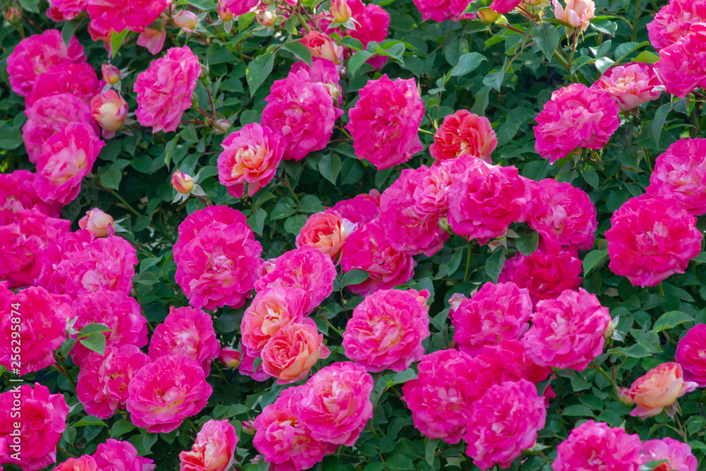 バラの花 バラの花