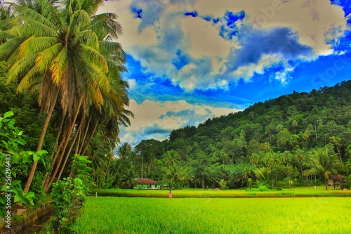 sawah rice field and coconut tree photo