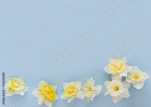  Yellow white narcissus flowers on blue background