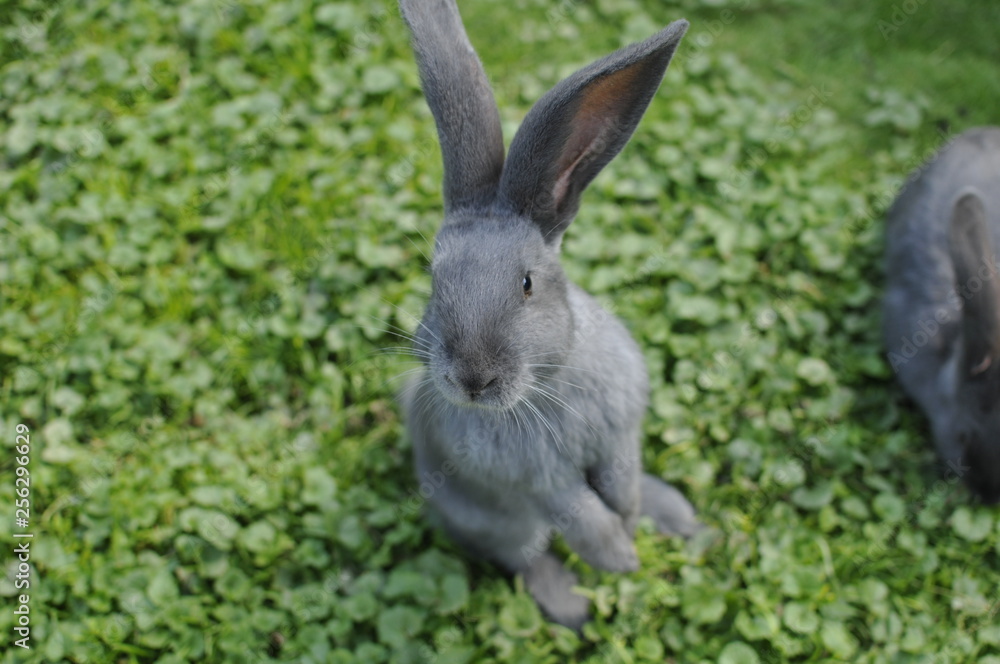 Fototapeta premium cute little grey rabbit standing in the meadow portrait