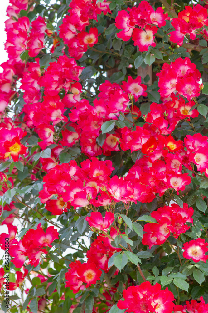 バラの花 バラの花