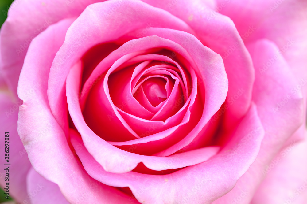 バラの花 バラの花