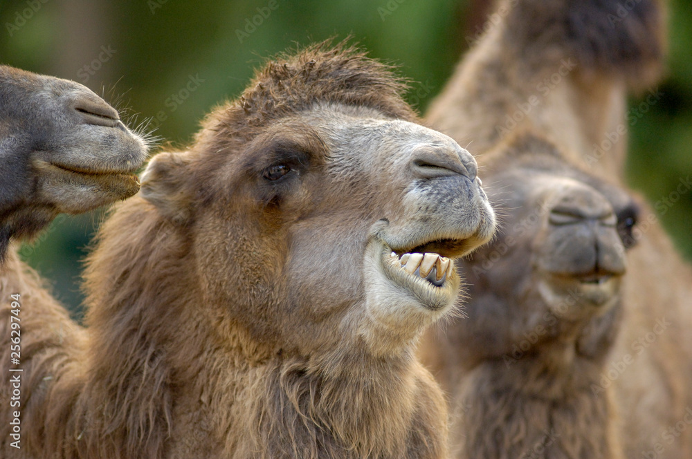 Ein Kamel beim Wiederkäuen Stock-Foto | Adobe Stock