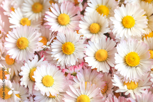 Selective focus of daisy flowers in vintage style for nature background