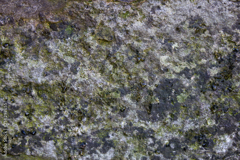 Gray mossy stone texture with little scratches Gray mossy stone texture with little scratches