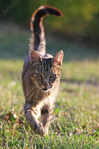 Kater kommt angelaufen photo