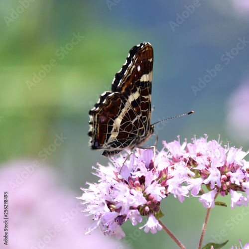 Schmetterling
