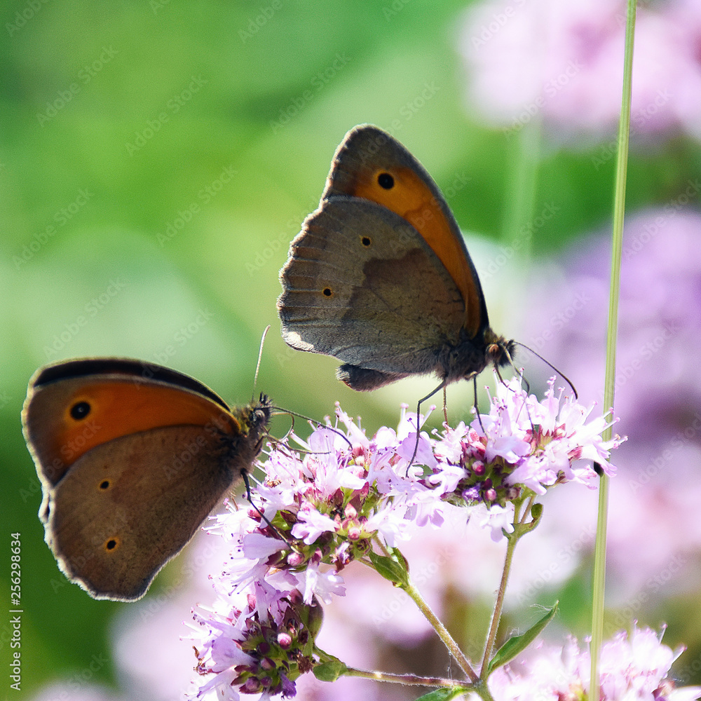 Obraz premium Schmetterling
