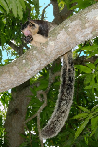 Malabar giant squirrel (Ratufa indica) feeding on branch, Hikkaduwa, Sri Lanka, Asia photo