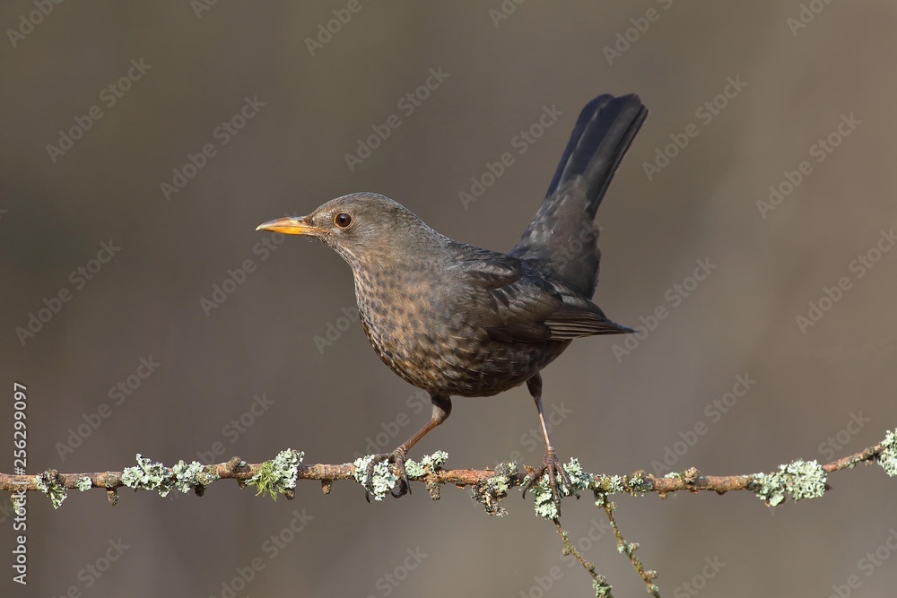 Blackbird (Turdus merula), female sitting on tree branch, Siegerland, North Rhine-Westphalia, Germany, Europe Blackbird (Turdus merula), female sitting on tree branch, Siegerland, North Rhine-Westphalia, Germany, Europe