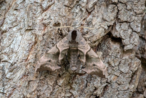 Poplar Hawk-moth (Laothoe populi) sits camouflaged on the bark of a Poplar (Populus), Vorarlberg, Austria, Europe photo