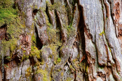 Fitzroya (Fitzroya cupressoides), tree bark, Parque Pumalin, Region de los Lagos, Chile, South America photo