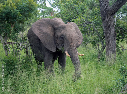 Elefanten im Kr  ger Nationalpark