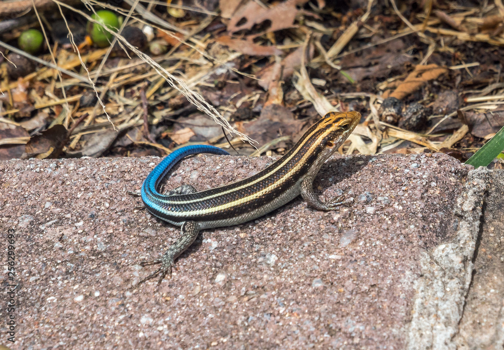 Naklejka premium Bunte Eidechse
