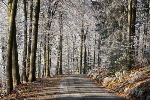 Winter forest, forest track through deciduous forest with hoarfrost, Dossenheim, Baden-Wurttemberg, Germany, Europe photo