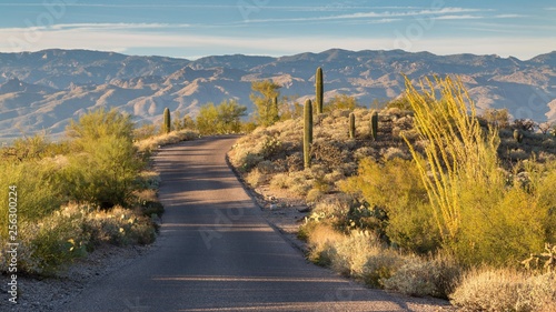 Road through landscape with saguaro cacti (Carnegiea gigantea), Saguaro National Park, Sonoran Desert, Arizona, USA, North America photo