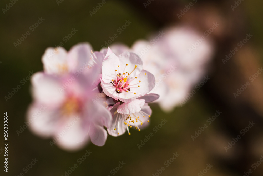 Spring blooming of apricot tree Spring blooming of apricot tree