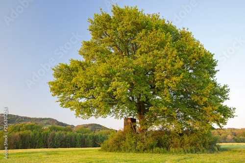 Old oak tree, Kunreuth, Franconian Switzerland, Upper Franconia, Bavaria, Germany, Europe photo