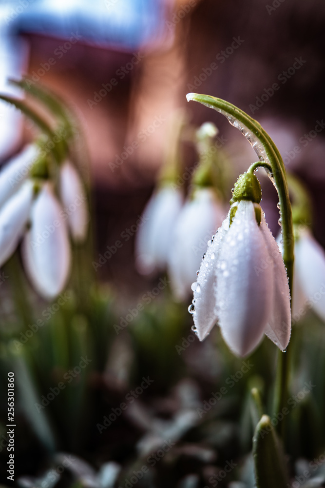 Obraz premium Snowdrop