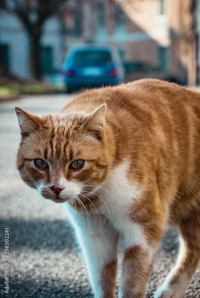 Close up cat picture on the street