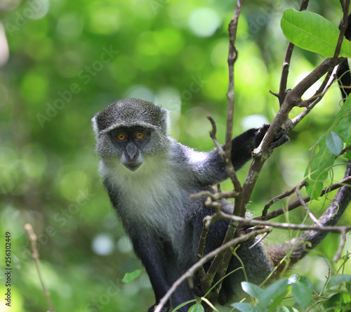 monkey in green forest