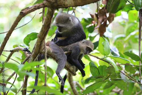 two monkeys on green tree