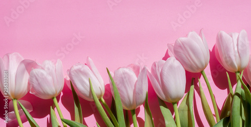 Pink tulips on pink background - spring banner