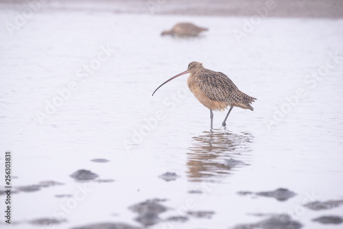 Long Billed Curlew  Numenius Americanus on a misty morning in the bay area estuary California