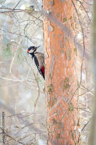 фотографія hungry wild bird woodpecker on a tree in spring forest