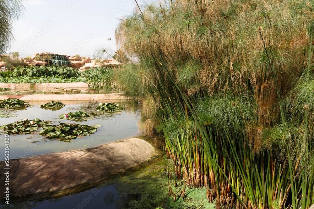 cyperus papyrus green plant as background abstract..