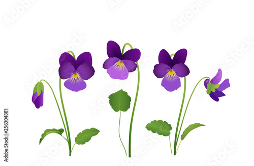 Sammlung von Veilchen Blumen,   Frühlingsblumen zur Ostern, Vektor Illustration isoliert auf weißem Hintergrund