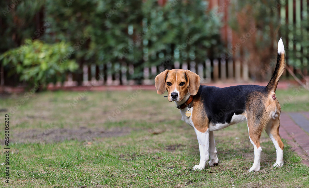 portrait of a beagle dog, stands in the garden and looks at the camera, Poland