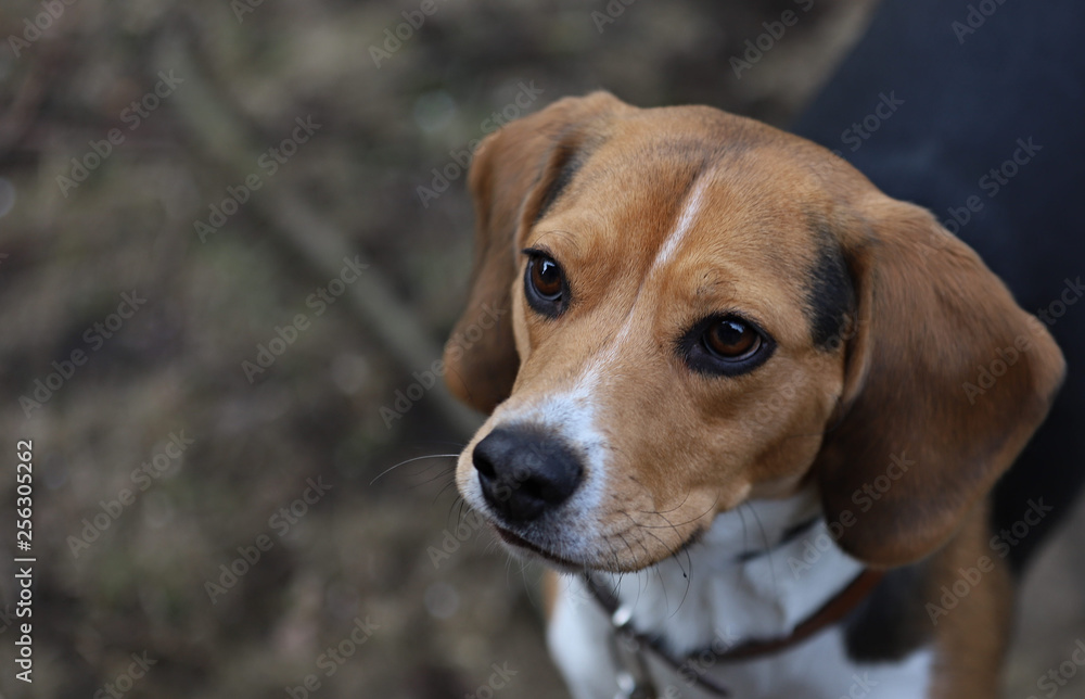 portrait of beagle dog, closeup