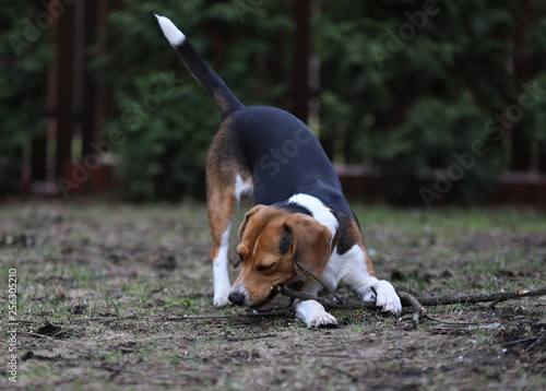 portrait of a beagle dog, playing with a branch in the garden