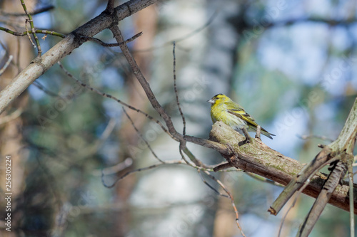Wallpaper Mural hungry wild bird siskin on a tree in spring forest Torontodigital.ca