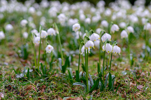 spring white flowers - snowflakes