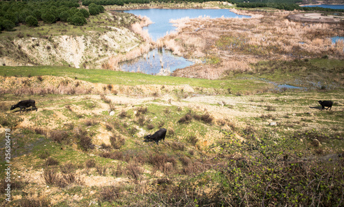 Anadolu geography and water buffalo near the Istanbul, Turkey
