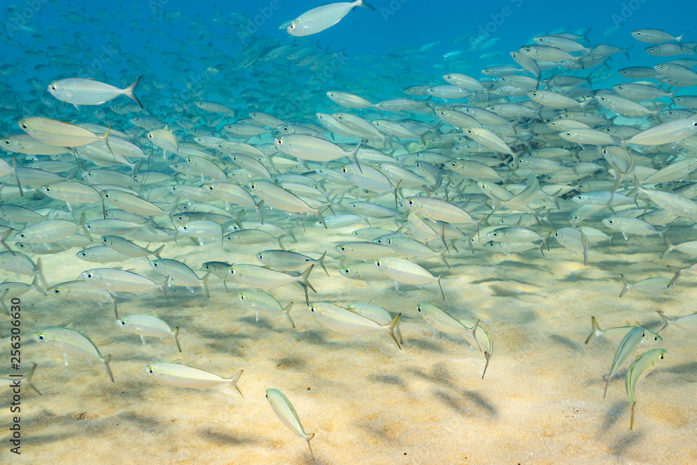 Fototapeta premium School of fish swimming over sand in blue water