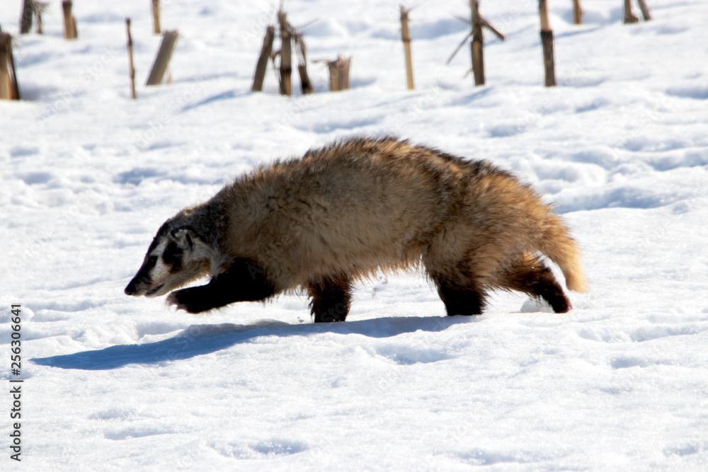 Obraz premium Badger Walking