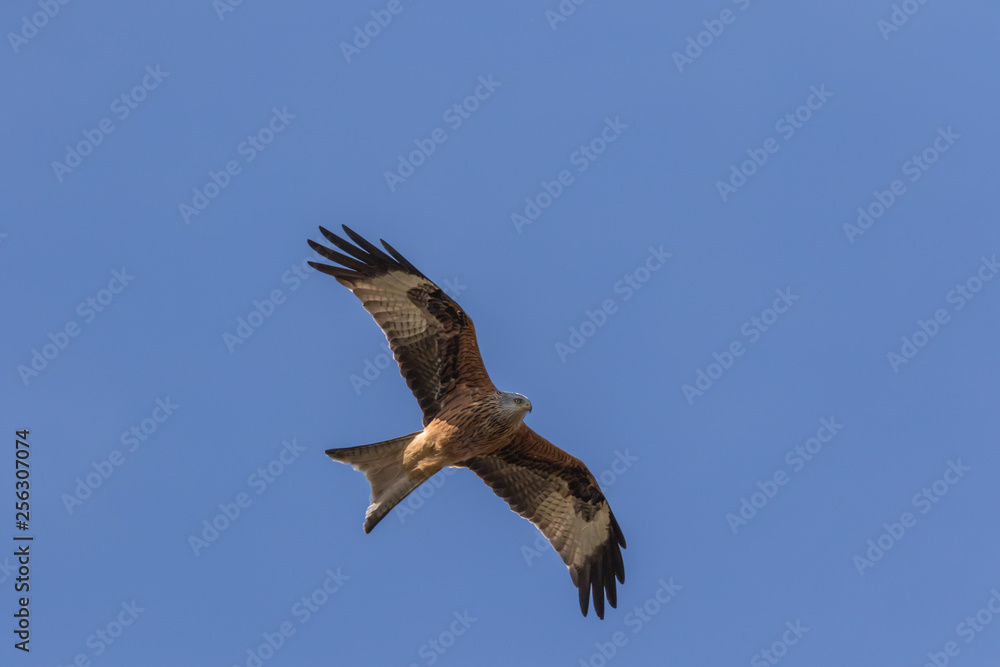 Fototapeta premium RED KITE IN FLIGHT