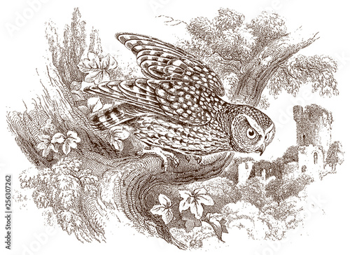 Naked-footed night owl scotophilus nudipes sitting on branch in front of castle ruin. Illustration after antique steel engraving from early 19th century