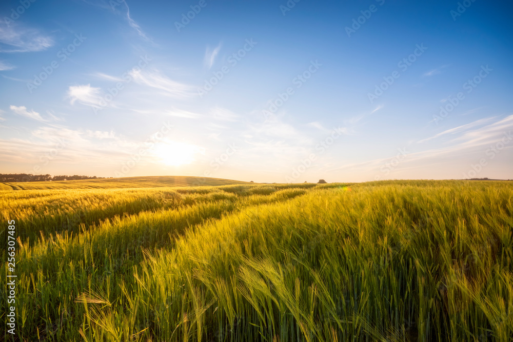 United Kingdom, Scotland, East Lothian, field of barley, Hordeum vulgare United Kingdom, Scotland, East Lothian, field of barley, Hordeum vulgare