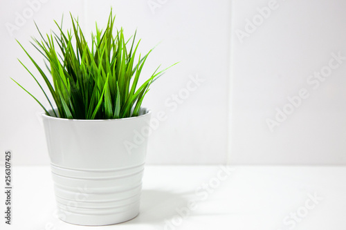 Closeup modern clean kitchen interior in scandinavian style with flower pot and grass plant on empty white wall background  place for your text. Minimal composition.