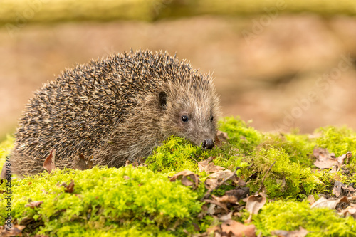 Hedgehog, (Erinaceus Europaeus) wild, native, European hedgehog in natural woodland setting with green moss and blurred background. Horizontal, Landscape, space for copy.