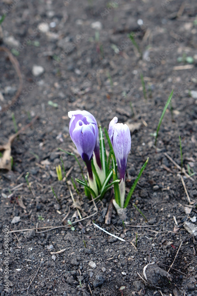 Obraz premium Blooming crocuses in early spring