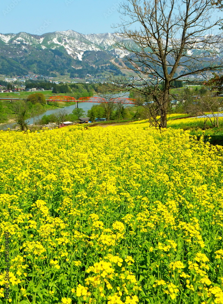 菜の花畑と山々