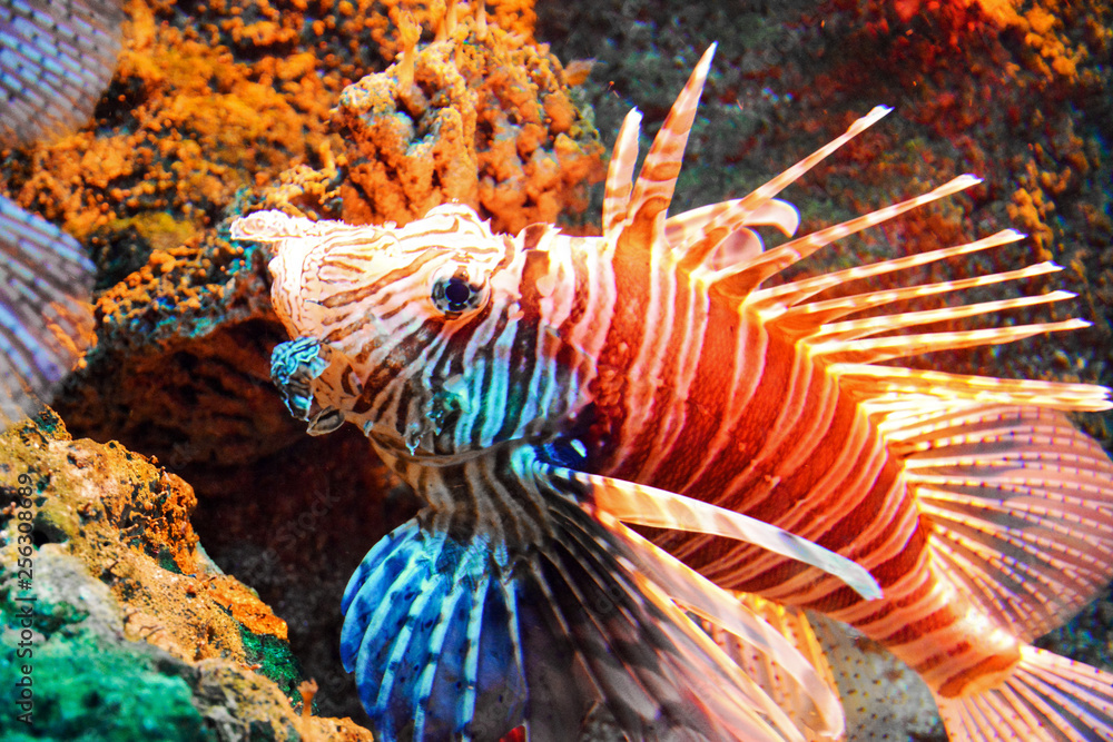 Wunschmotiv: tropical fish in aquarium #256308689
