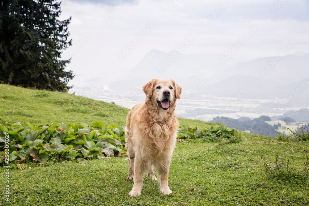 Austria, Tyrol, Kaiser mountains, Golden Retriever standing on alpine meadow Austria, Tyrol, Kaiser mountains, Golden Retriever standing on alpine meadow