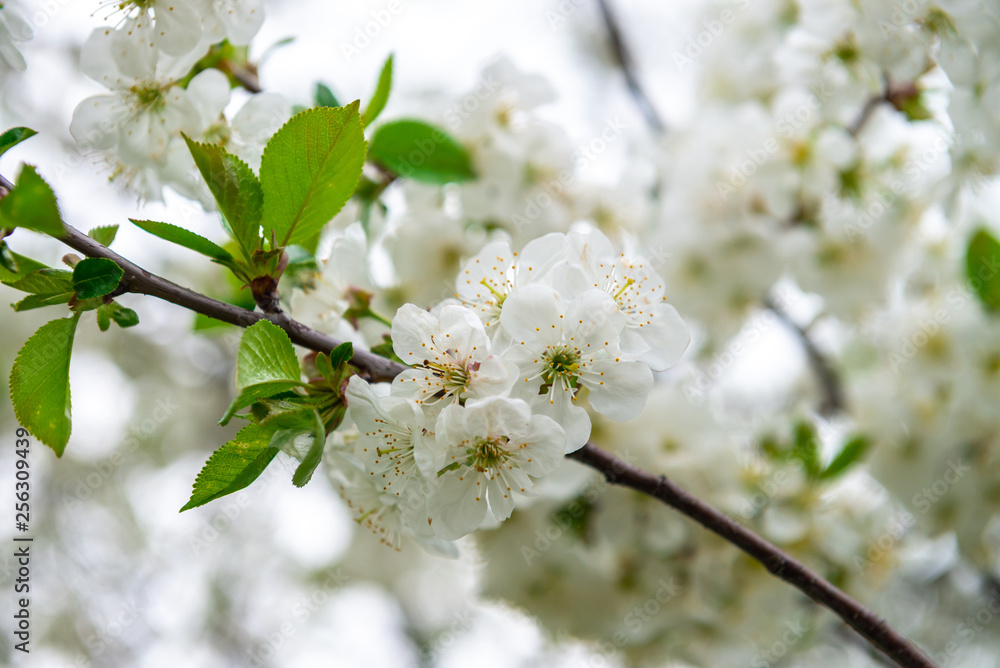 Apple tree flowers spring white awakening nature 