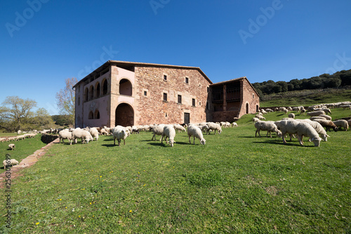 Typical catalan farm in Catalonia whith lambs photo